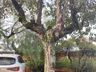 Setor de Meio Ambiente inicia desenvolvimento do projeto de arborização
