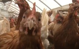 Caso de gripe aviária em aves domésticas é confirmado em Mato Grosso