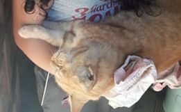 Moradores denunciam envenenamento de animais em Bairro de SMOeste 