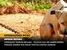 Polícia Civil prende homem por maus-tratos contra animais