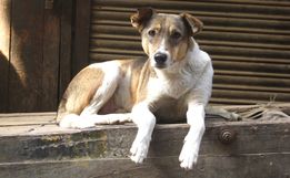 Governo de SC autoriza que animais sejam alimentados nas ruas