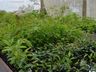 Viveiro de plantas de Guaraciaba tem produzido de 10 a 12 mil mudas por ano