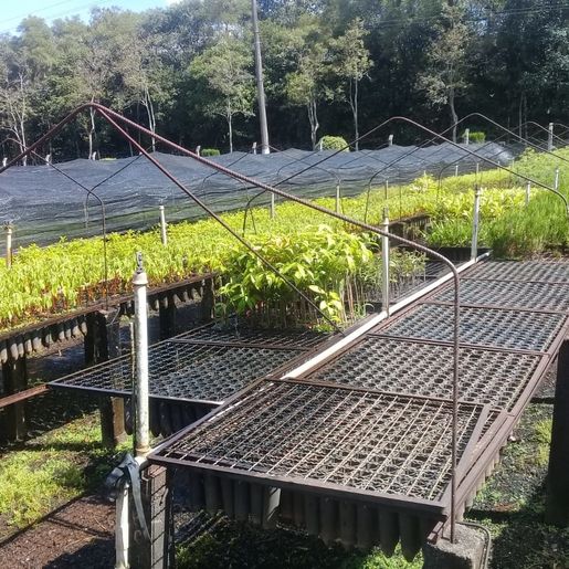 Itapiranga registra redução drástica no interesse por plantio de eucalipto