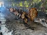 Grupo de Cavalarianos serve 68 costelões no Dia do Trabalhador 