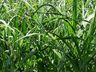 Cooperalfa promove campo tecnológico de pastagens de verão em SJCedro