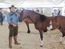 Cavalos crioulos de Itapiranga são avaliados na 11ª Efrait