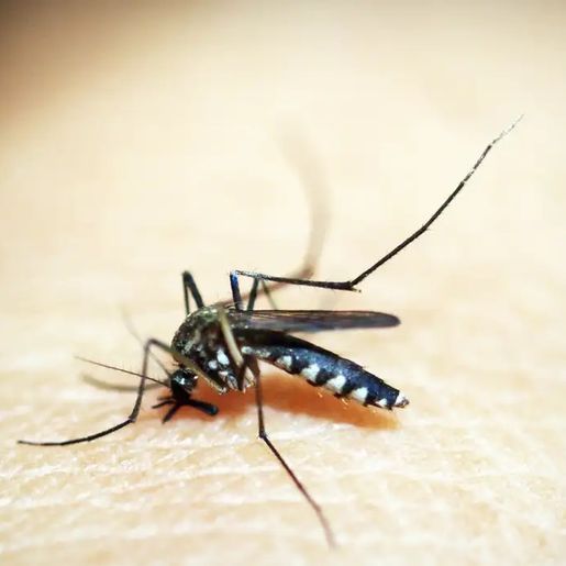 Campo Erê confirma primeira morte por dengue