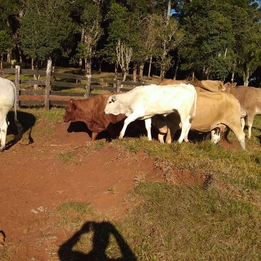 Produtor de Guarujá do Sul comemora a valorização do gado de corte