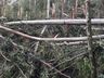   Temporal causa danos e atinge cerca de 15 propriedades em Barra Bonita