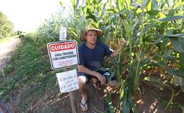 Agricultor gaúcho coloca alerta em lavoura de milho para espantar ladrões