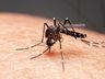 SC tem 334 mortes por dengue e número de casos prováveis é 148% maior do que em 2023