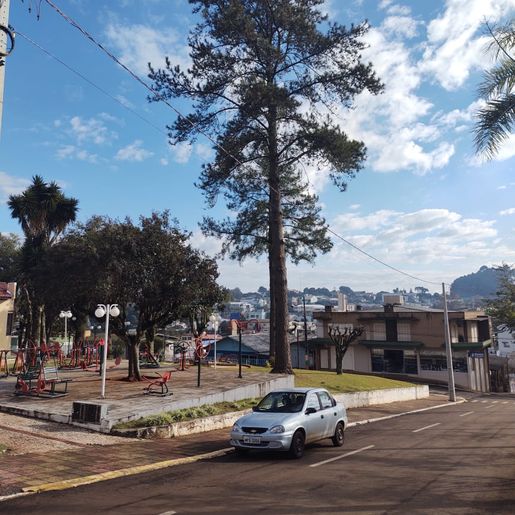 Setor de Meio Ambiente inicia desenvolvimento do projeto de arborização