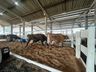 Animais da Mercoleite começam a chegar no parque de exposições