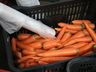 Município de SJCedro fará a entrega de 140 kits emergenciais de alimentação escolar
