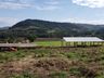Empreendedor aposta na produção de hortifrutis no interior de Mondaí