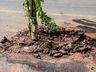 VÍDEO: Bananeira é colocada em buraco no centro de SMOeste