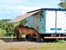São Miguel Tchê começa nesta sexta com as primeiras provas de tiro de laço