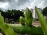 Morador de SJCedro investe no cultivo de pitaya