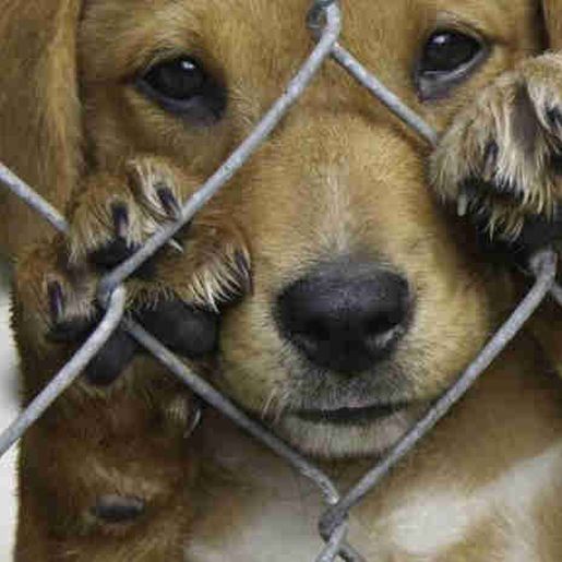 MP: prefeitos têm 60 dias para implantar políticas de controle populacional de animais