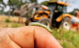 Ataque de lagartas nas pastagens preocupa Epagri