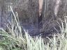 Fogo consome um hectare de reflorestamento em Itapiranga  