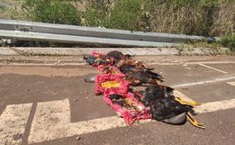 Animais são encontrados depois de serem usados em ritual em Xanxerê