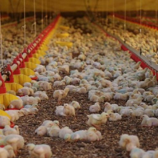 SC ultrapassa US$ 1,5 bilhão com exportações de carnes no primeiro semestre