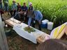 Epagri de Iporã do Oeste realiza Dia de Campo sobre nova variedade de pastagem