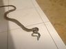 Homem dá de cara com cobra ‘mais rápida do Brasil’; confira o vídeo