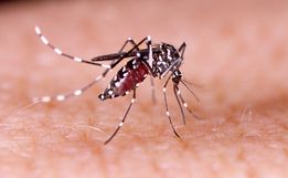 SMO terá palestras em escolas e empresas sobre os cuidados com a dengue