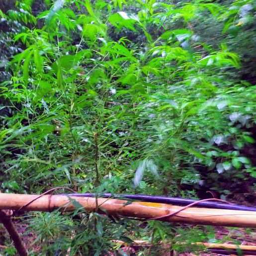 VÍDEO: PM encontra plantação de maconha no interior de Romelândia 