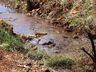 Área de preservação é limpada em Palma Sola