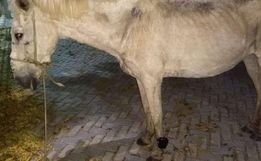 Cavalo é encontrado com tornozeleira eletrônica 