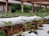 Projeto sobre o cultivo de alface é apresentado em propriedade rural de Mondaí
