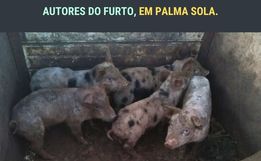 Polícias de Palma Sola recuperam animais furtados e identificam os autores