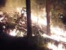 Incêndio volta atingir área de reflorestamento em São José do Cedro
