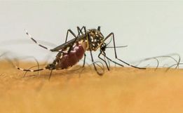 Com 6,3 milhões de casos prováveis, Brasil lidera ranking de dengue