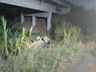 Saída de pista seguida de capotamento é registrado na BR 163