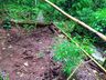 VÍDEO: PM encontra plantação de maconha no interior de Romelândia 