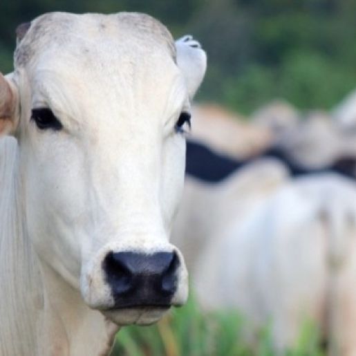 Mesmo com preço da arroba em alta, pecuaristas registram baixa margem de lucro
