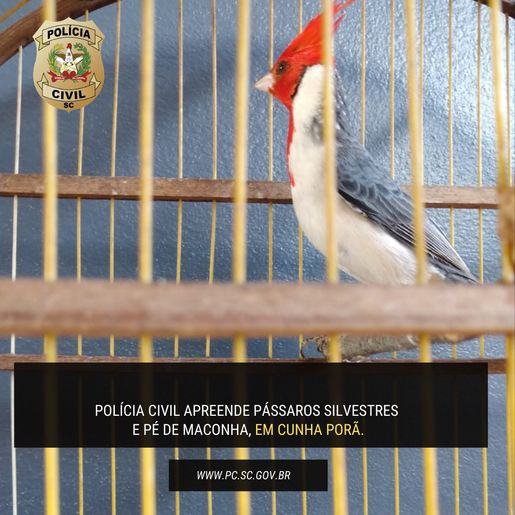 Polícia Civil de Cunha Porã apreende pé de maconha e pássaros silvestres mantidos em cativeiro