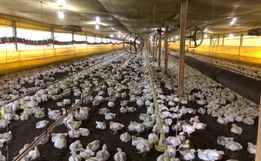 Conder Gestão Ambiental anuncia agilidade em licenças de avicultura