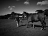 VÍDEO: Relação entre humanos e cavalos traz benefícios para o corpo e mente 