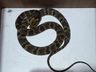 Cobra é flagrada em creche de SC e mobiliza bombeiros em captura