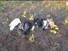 Vários animais são encontrados mortos no interior de Itapiranga