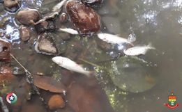 PMA constata poluição e mortandade de peixes em rio de Itapiranga