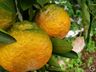Epagri incentiva produção de frutas na região