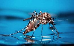Itapiranga tem primeira morte com suspeita de dengue