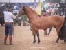 Cavalo Crioulo de Campo Erê está entre os 4 melhores do Brasil