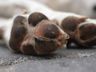 Vigia que abusava de cachorro dentro de creche é condenado em SC